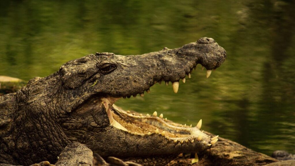 Crocodile wide opening Mouth at mamba village tour