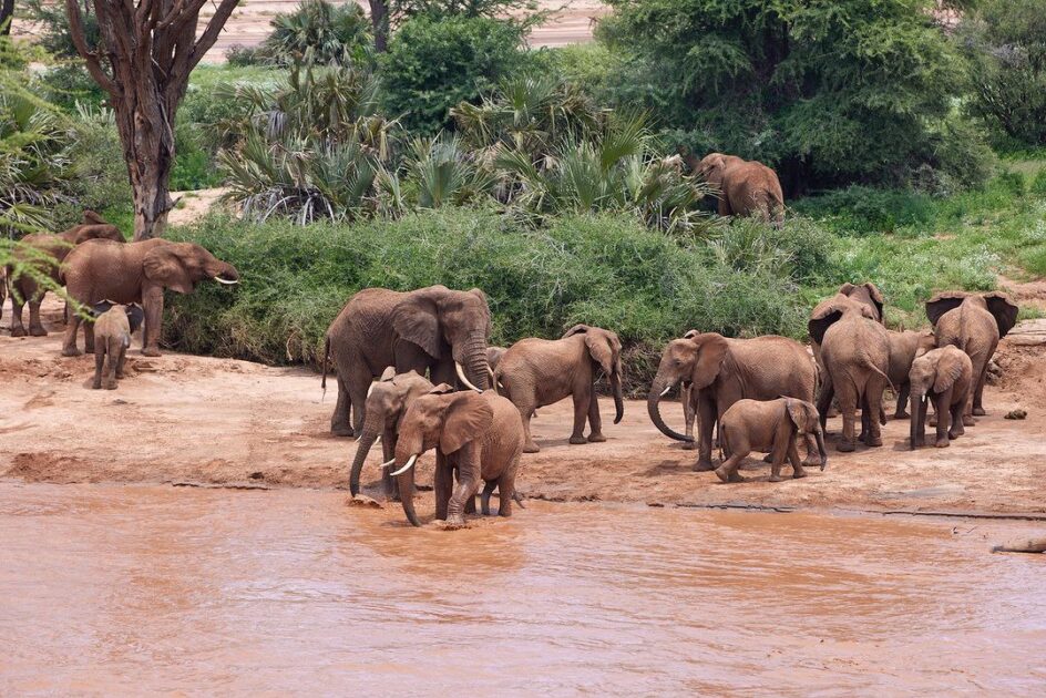 Elephants crossing river ewaso nyiro at Buffalo Springs National Reserve