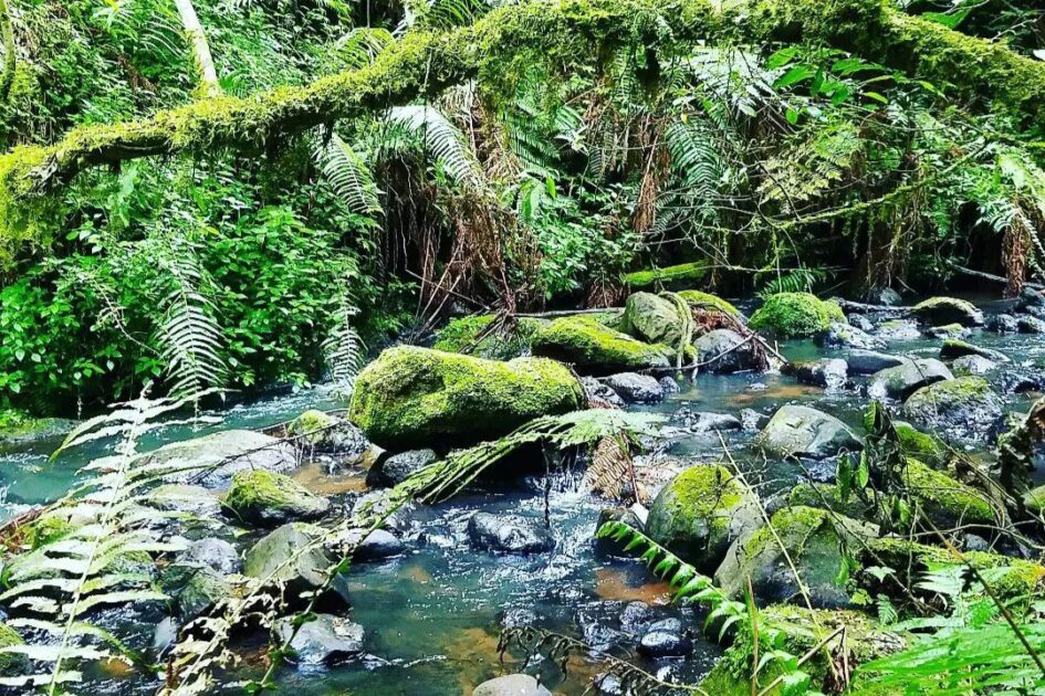 Green vegetation at Kimakia waterfalls Gatanga