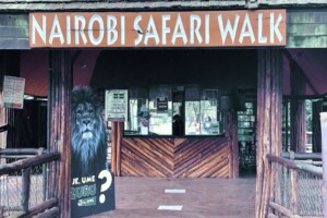 Nairobi Safari Walk: Kenya’s Wildlife Experience