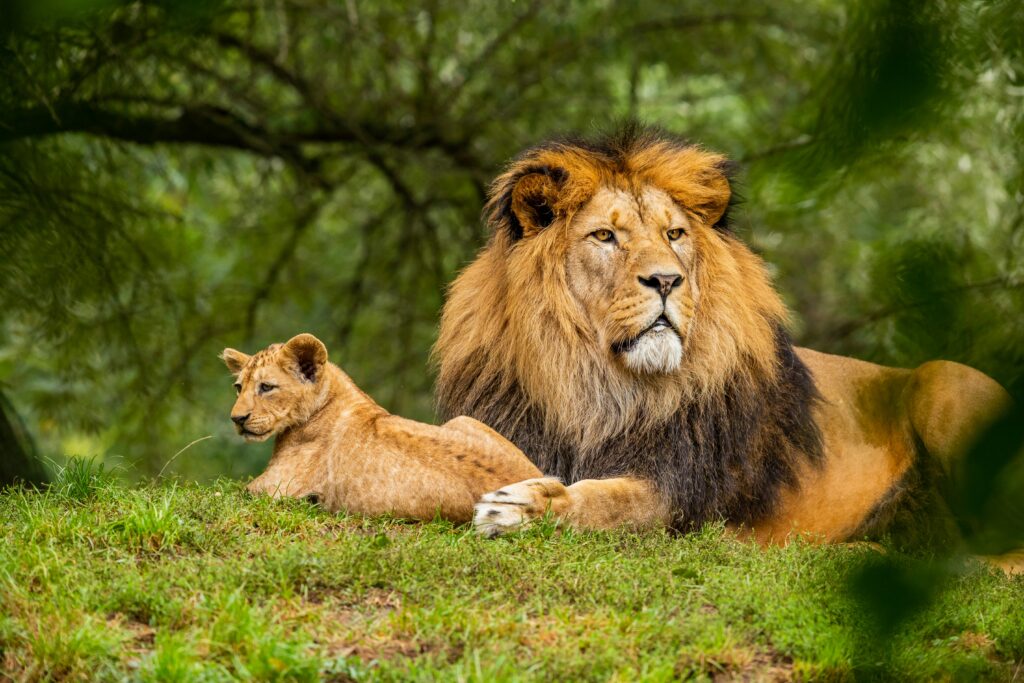 Nairobi Safari Walk Kenya’s Wildlife Experience