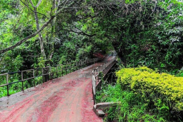 Oloolua Nature Trail: Nairobi’s Ultimate Nature Retreat