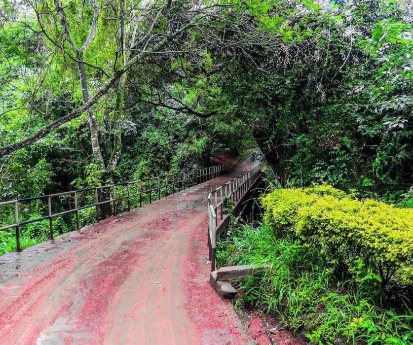 You are currently viewing Oloolua Nature Trail: Nairobi’s Ultimate Nature Retreat