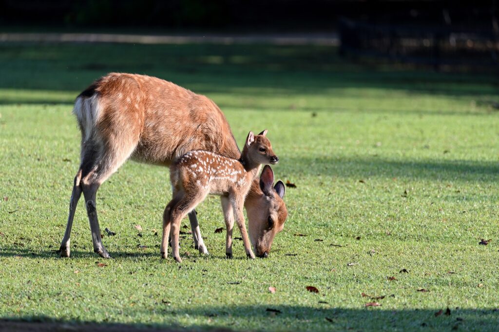 Safari Game Drives at Swara Acacia Lodge