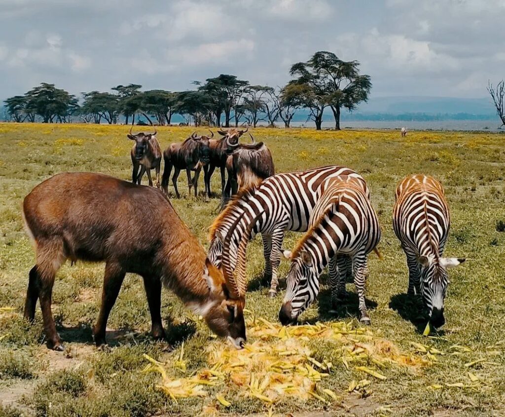 Walk Among the Animals in Kenya’s Rift Valley