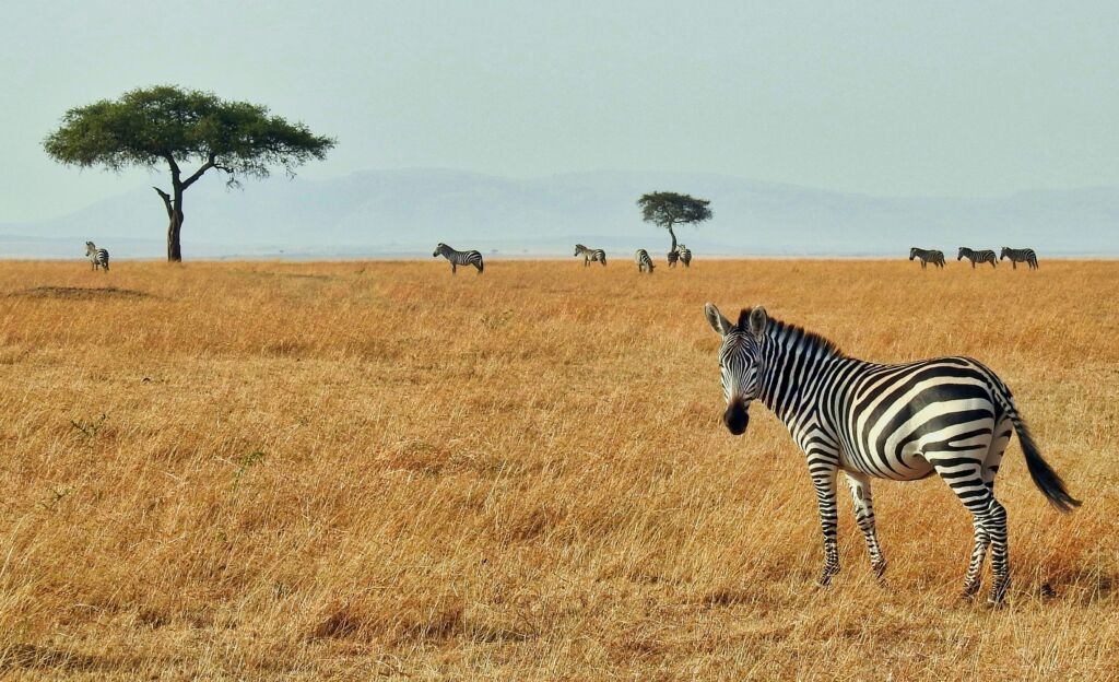 Zebras at Naivasha West Beach camp