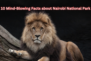 Nairobi National Park: 10 Mind-Blowing Facts