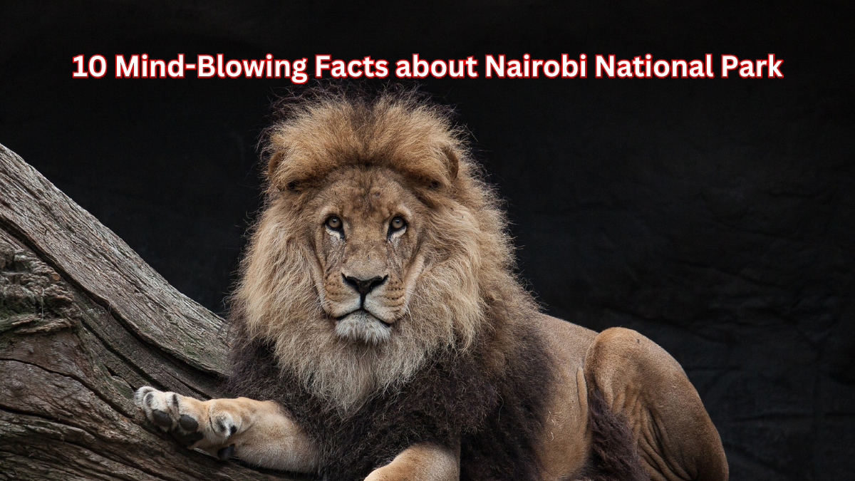 You are currently viewing Nairobi National Park: 10 Mind-Blowing Facts