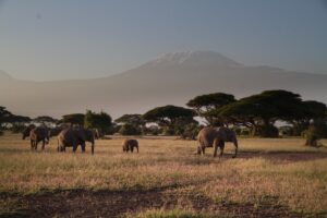 Amboseli National Park: Home to Africa’s Largest Elephants