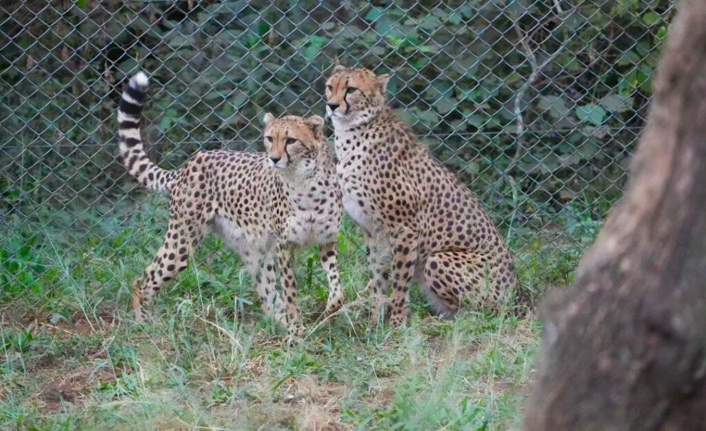 Cheetahs at Nairobi Animal Orphanage