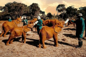 Surprising Adventures at Nairobi Animal Orphanage