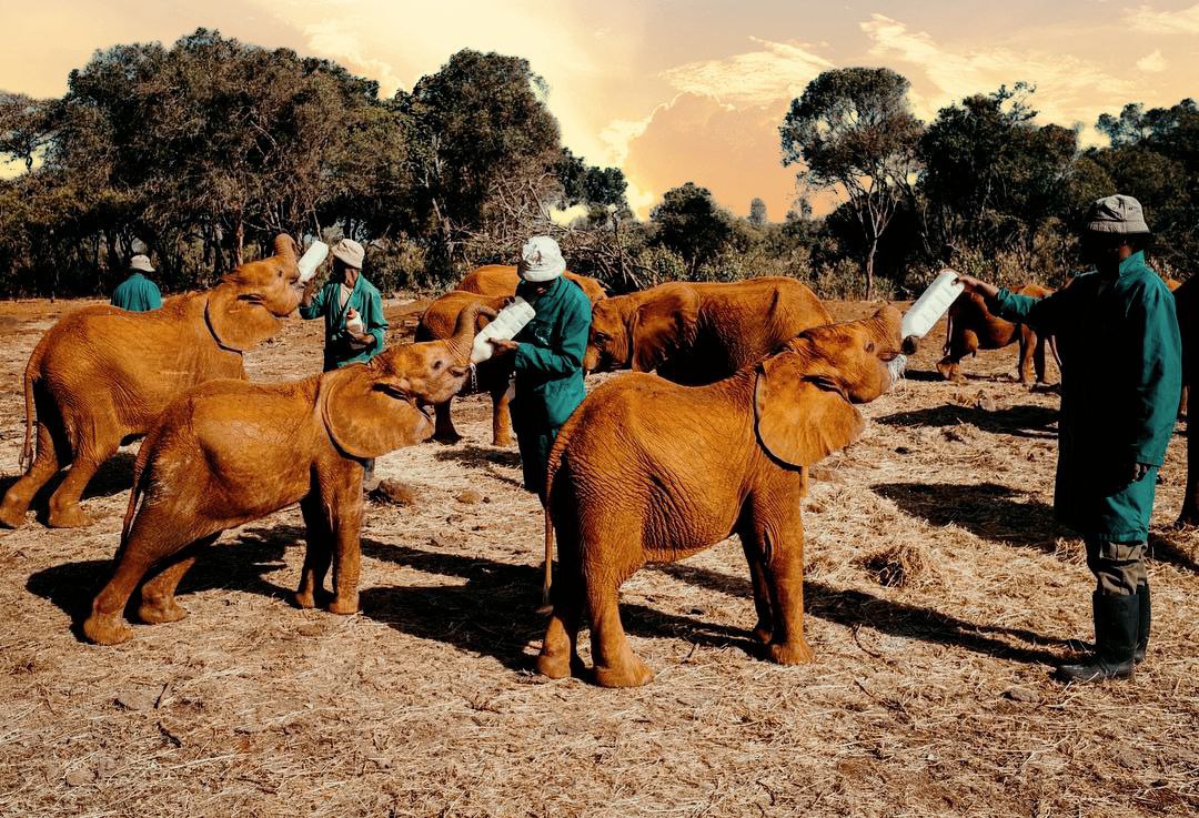 You are currently viewing Surprising Adventures at Nairobi Animal Orphanage