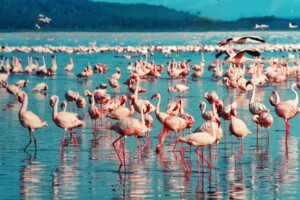 How Flamingos at Lake Nakuru Fight for Survival: The Silent Battle