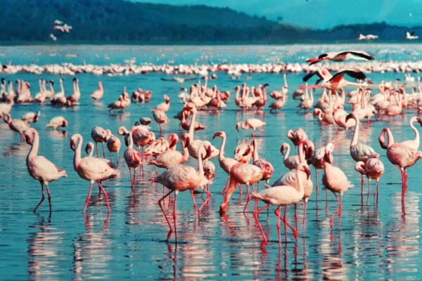 How Flamingos at Lake Nakuru Fight for Survival: The Silent Battle