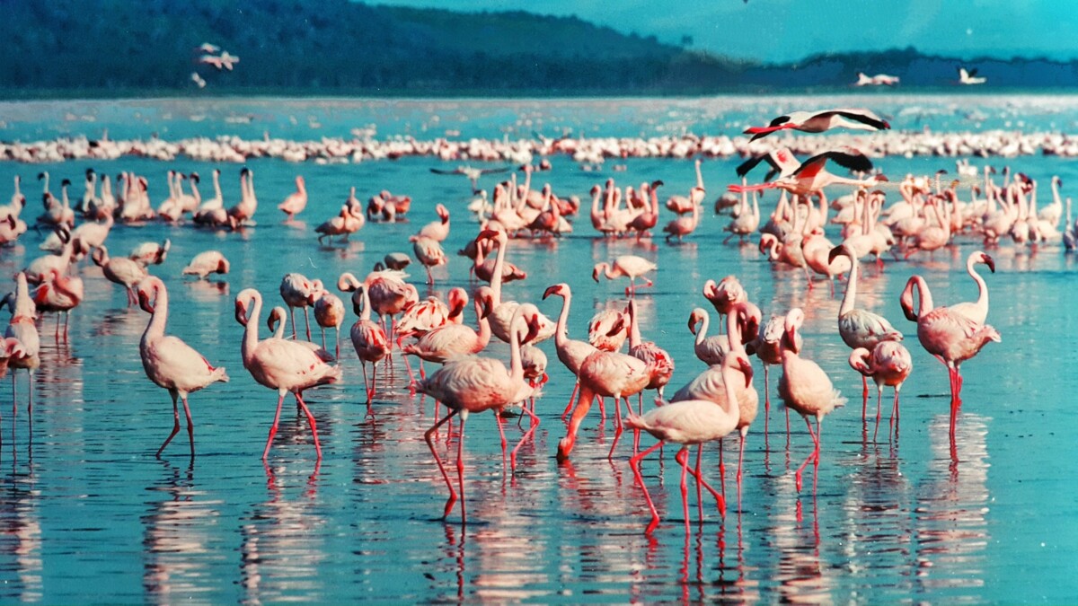 You are currently viewing How Flamingos at Lake Nakuru Fight for Survival: The Silent Battle