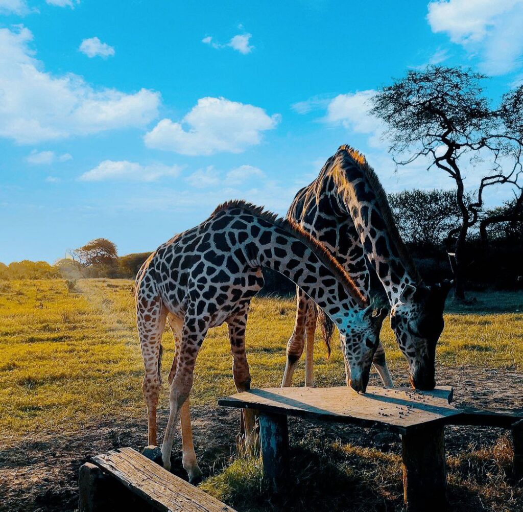 Giraffe Feeding at Nguuni Nature Sanctuary