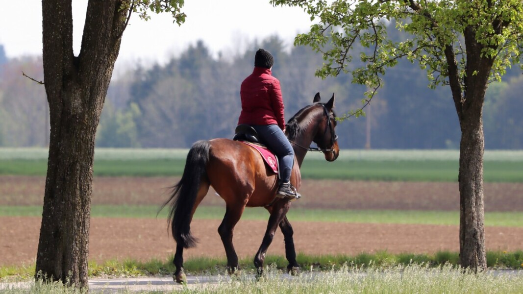 Horse riding at Sarova maiyan Nanyuki