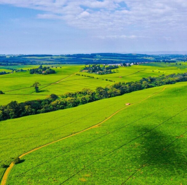 Kericho Tea Plantation Tour