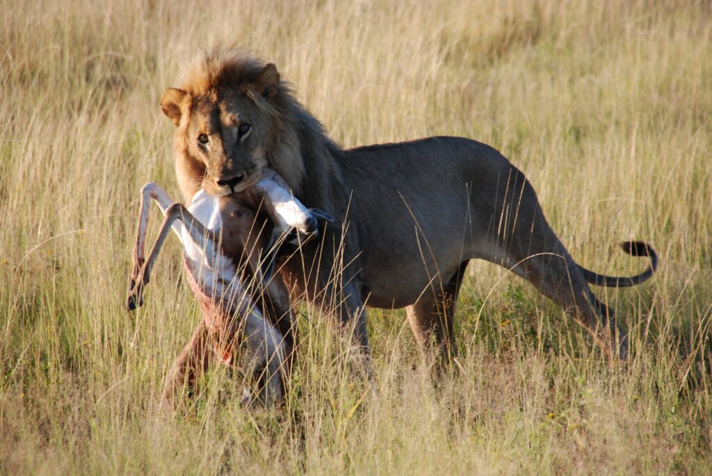 Lion hunting during Wildebeest Migration