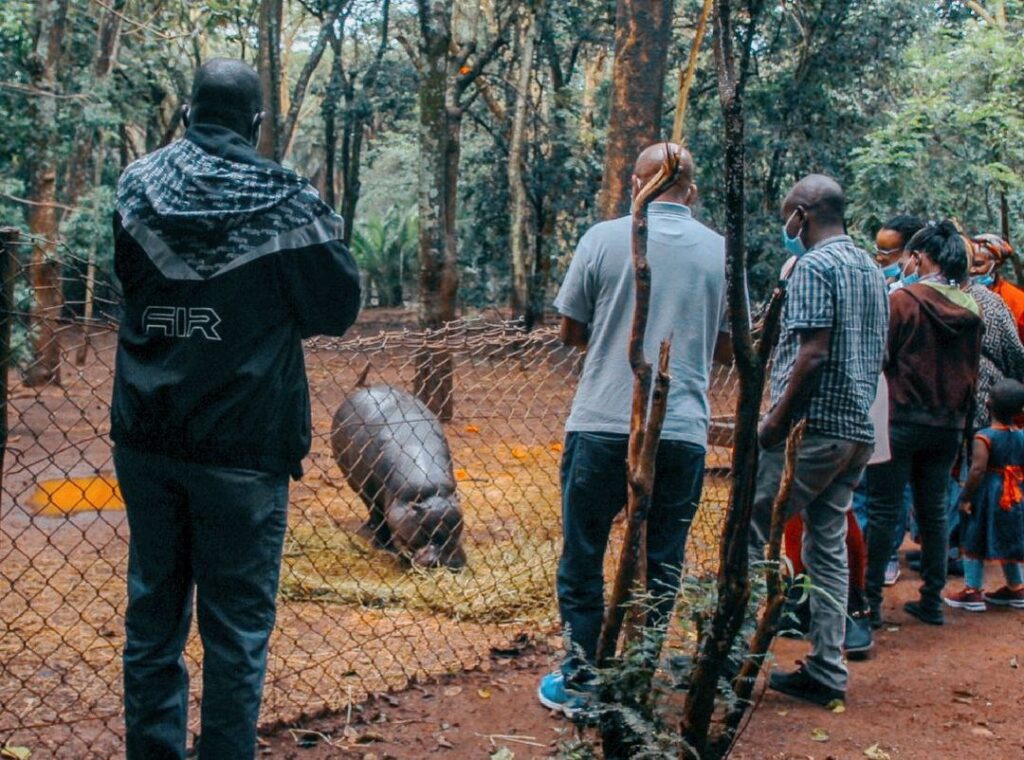 People viewing hippos in Nairobi Animal Orphanage