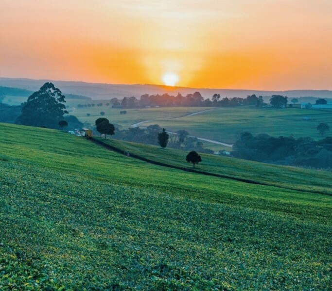 Tea Farm at sunset Kericho