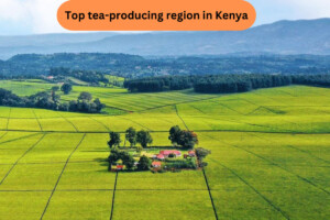 Kericho Tea Plantation: Beauty of Rolling Green Fields