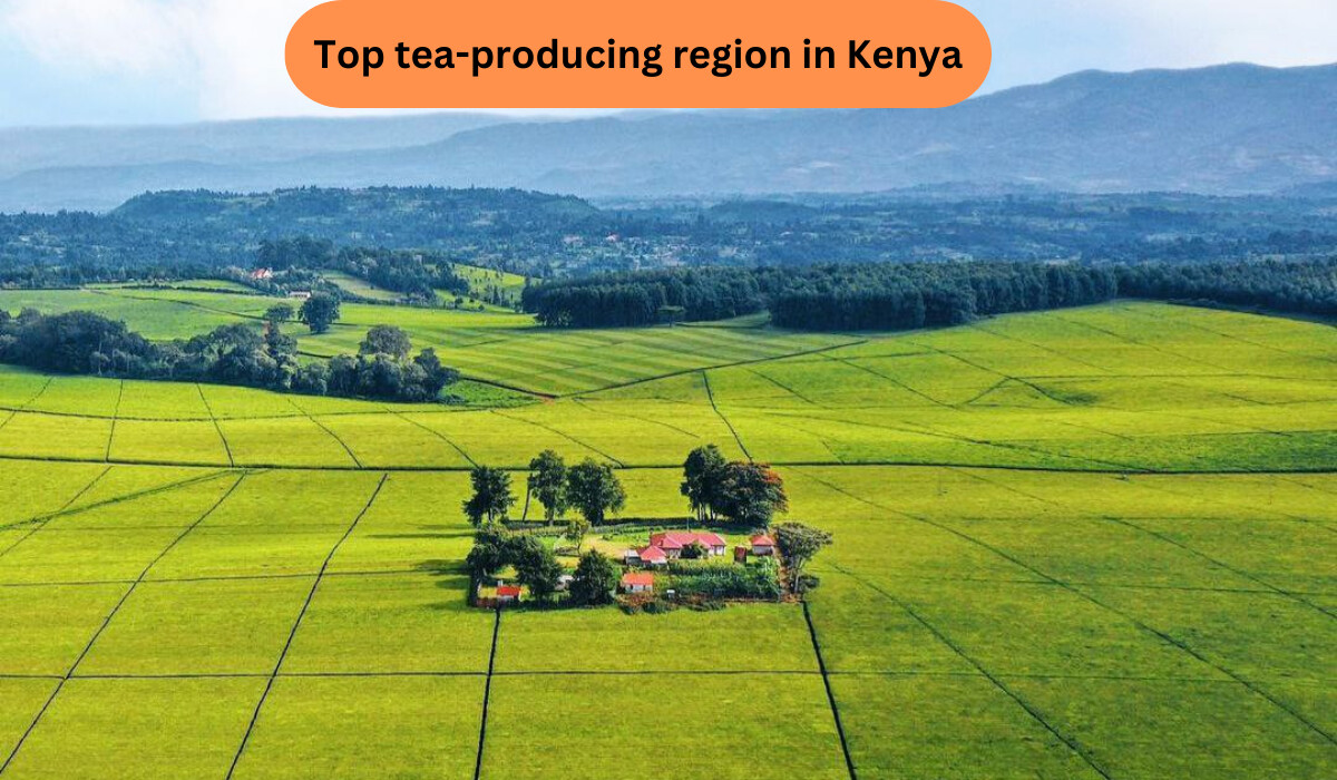 You are currently viewing Kericho Tea Plantation: Beauty of Rolling Green Fields