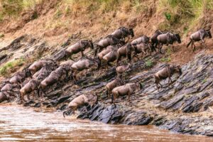 Maasai Mara vs Serengeti: Wildebeest Migration Experience