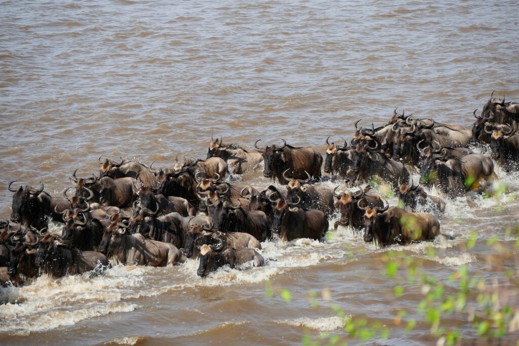 Wildebeest migrating to Serengeti