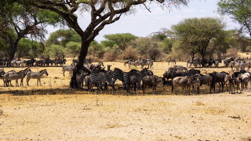 Wildebeest migration Kenya