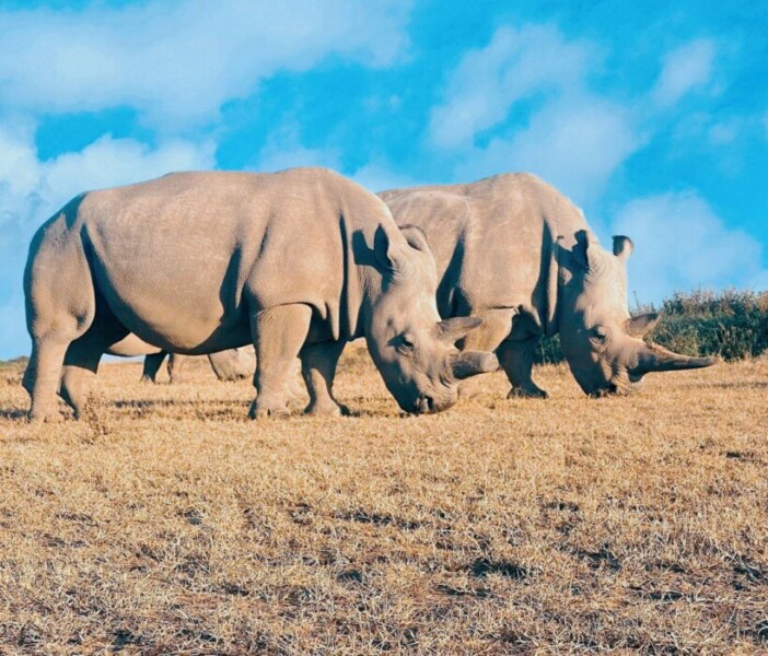 how many white rhinos are left in the world